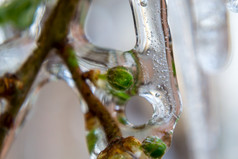 特写镜头冻树分支机构冰覆盖树分支机构与绿色叶子