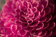 特写镜头粉红色的大丽花花园
