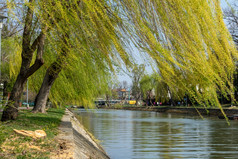 柳树树附近的贝加河与黄色的和绿色叶子春天场景