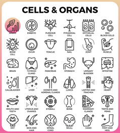 细胞和器官概念详细的行图标集现代行图标风格概念为网络应用程序设计