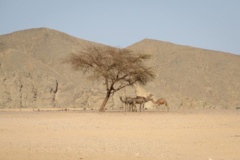 小集团单峰骆驼骆驼发现避难所下金合欢树在的热的一天的埃及沙漠