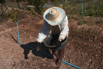 农民耕作土壤为种植的理论土壤封面王罗 摩道路成长植物和树成长和正确的根据学术原则