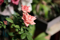 柔和的彩色的玫瑰软焦点小深度场照片概念情人节rsquo一天