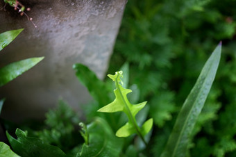 等<strong>蕨类植物</strong>叶观赏树叶<strong>蕨类植物</strong>概念自然背景