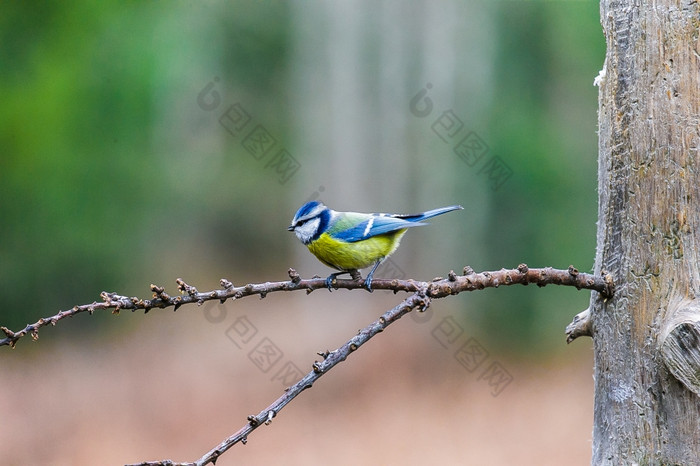 蓝色的乳头鸟坐着树桩春天森林蓝色的乳头鸟坐着树桩