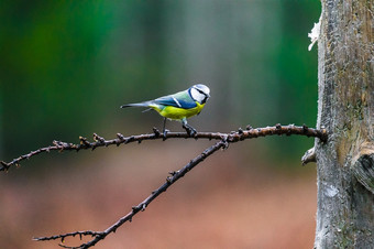 蓝色的乳头鸟坐着<strong>树桩</strong>春天森林蓝色的乳头鸟坐着<strong>树桩</strong>