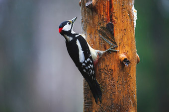 特写镜头伟大的发现了啄木鸟坐着树多雨的春天森林伟大的发现了啄木鸟多雨的春天森林