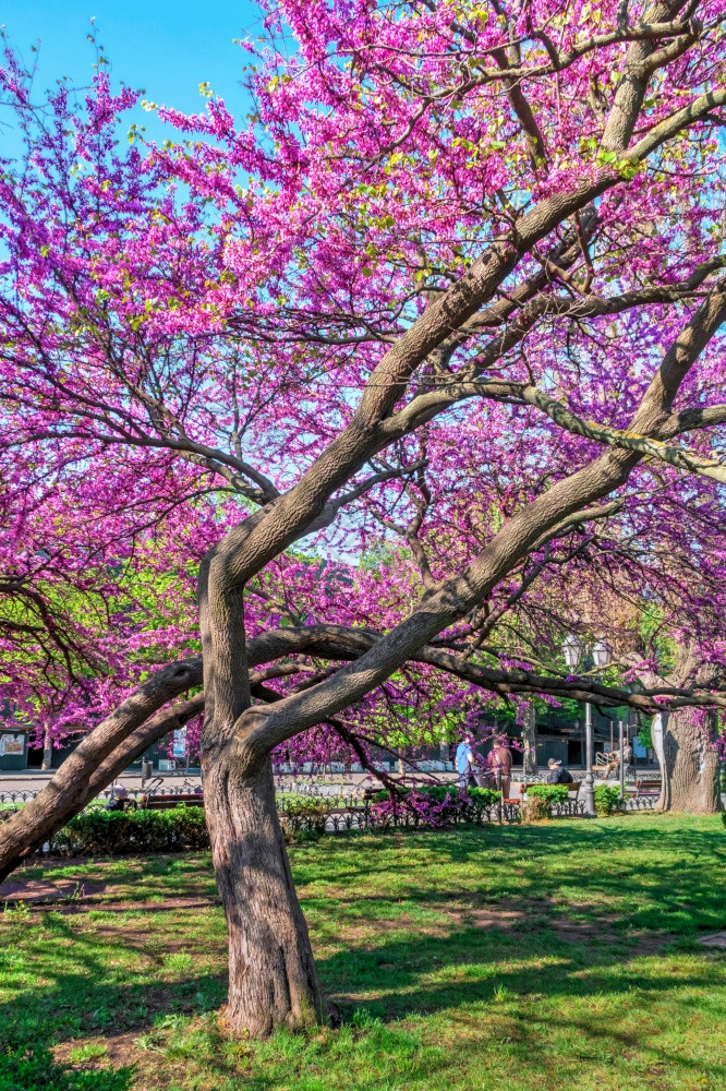 敖德萨乌克兰春天开花树的城市花园敖德萨乌克兰阳光明媚的4月早....城市花园敖德萨乌克兰