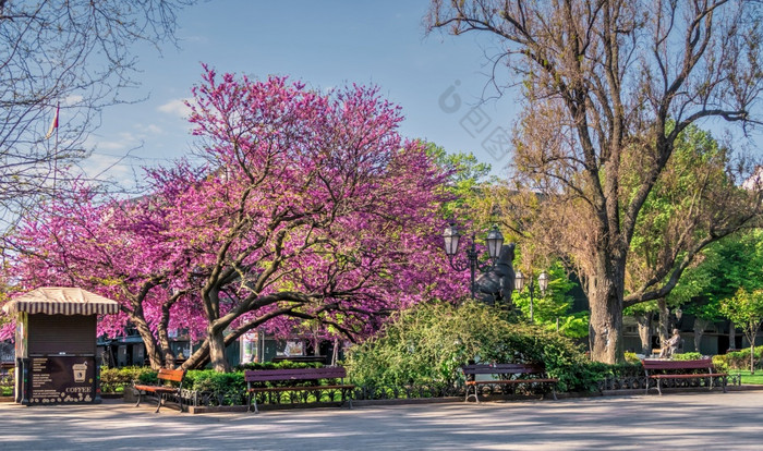 敖德萨乌克兰春天开花树的城市花园敖德萨乌克兰阳光明媚的4月早....城市花园敖德萨乌克兰