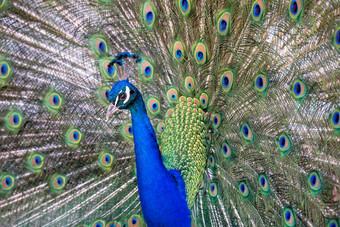 肖像的的蓝色的孔雀与宽松的尾巴蓝色的孔雀与宽松的尾巴