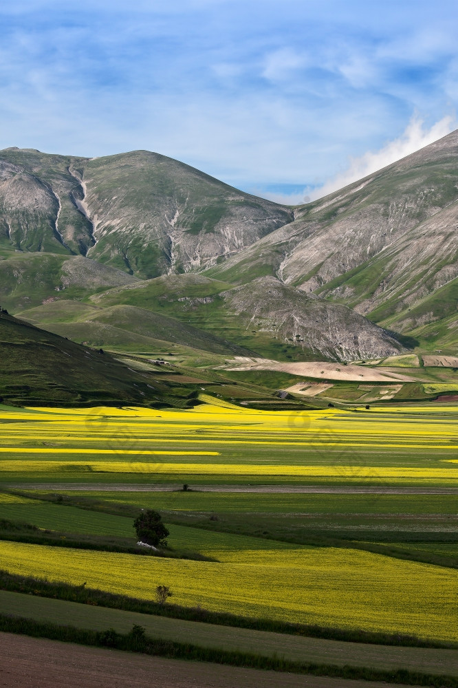 无数的黄色的花的平原castelluccio的国家公园蒙蒂西比利尼的平原castelluccio