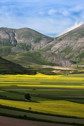 <strong>无数</strong>的黄色的花的平原castelluccio的国家公园蒙蒂西比利尼的平原castelluccio