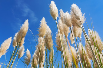 plumes彭巴斯草原草对蓝色的天空彭巴斯草原草蓝色的天空