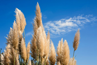 彭巴斯草原草蓝色的天空背景彭巴斯草原草