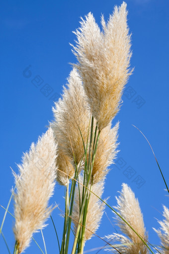 彭巴斯草原草与蓝色的天空背景plumes彭巴斯草原草对蓝色的天空