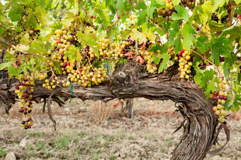 彩色的葡萄之前成为红色的在树干彩色的葡萄之前成为红色的