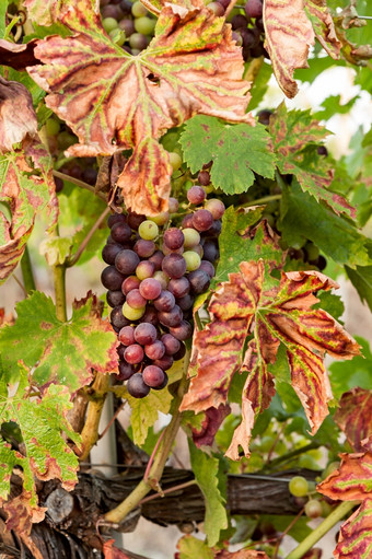 彩色的葡萄之前成为红色的与彩色的叶子彩色的葡萄之前成为红色的