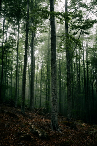 神秘的黑暗大气的森林与雾神秘的黑暗森林雾
