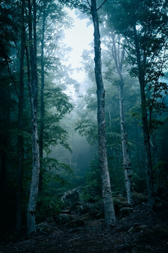 黑暗森林与雾幽灵外观黑暗森林与雾