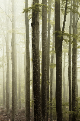 雾的森林温暖的光雾的森林