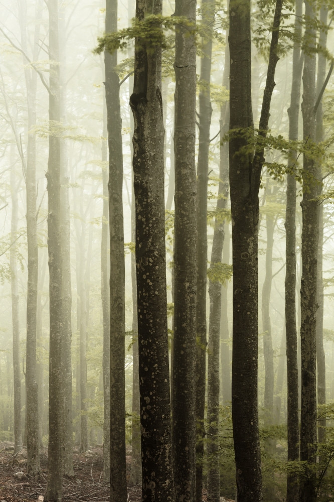 雾的森林温暖的光雾的森林图片