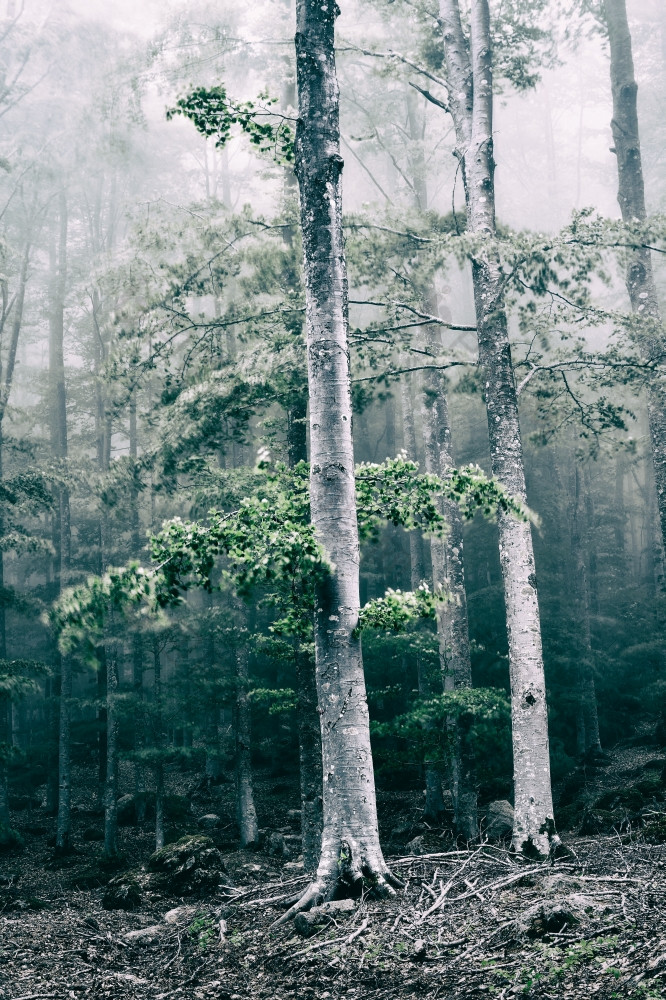 树的森林与雾和风不饱颜色树的森林与雾和风