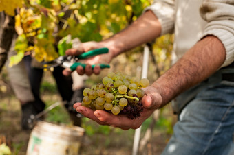 葡萄收割机显示群葡萄前面葡萄园葡萄收割机显示群葡萄