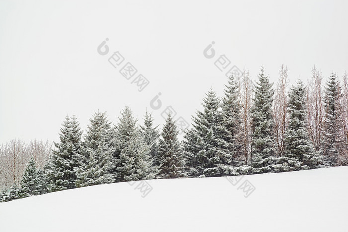 树下的雪冬天一天树下的雪