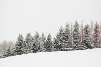树下的雪冬天一天树下的雪