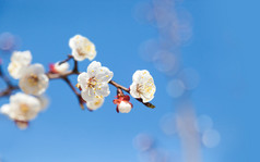 樱桃树花与蓝色的天空长途跋涉概念