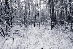 云杉树多雾的森林覆盖雪冬天景观