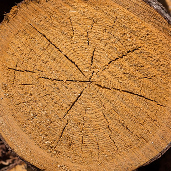 木日志木材日志记录森林新鲜减少树日志堆背景纹理