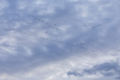 集团迁移鹅鸟飞行蓝色的天空