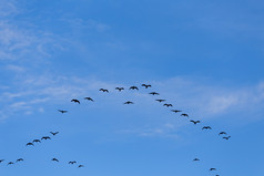 集团迁移鹅鸟飞行蓝色的天空