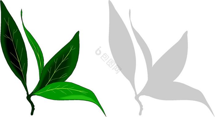 湾叶子图片
