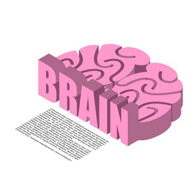 大脑结构大脑头疼人类皮质