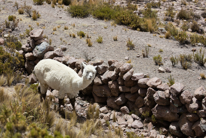 羊驼安第斯山脉山秘鲁南美国