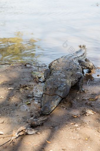 神圣的鳄鱼sabou布基纳法索布基纳法索非洲