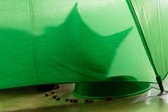 影子猫下绿色伞吃肉饼