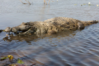 神圣的鳄鱼sabou布基纳法索布基纳法索非洲