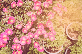 温暖的语气颜色粉红色的马齿苋属的植物莫斯玫瑰太阳植物太阳玫瑰花园