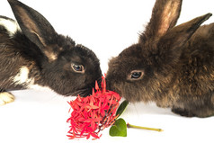 兔子吃红色的Ixora花在白色背景