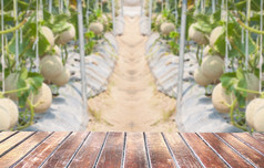 瓜农场与木阳台前景