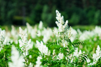 蜜蜂标题植物背景蜜蜂标题植物背景