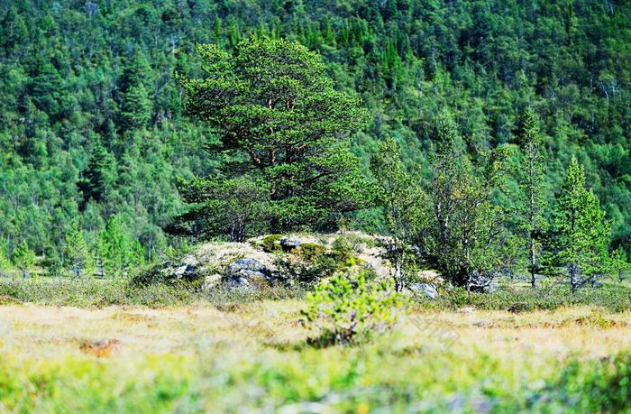 挪威树岩石石头背景挪威树岩石石头背景
