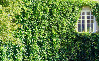 墙覆盖与绿色泥鳅和关闭白色窗口背景墙覆盖与绿色泥鳅和关闭白色窗口背景