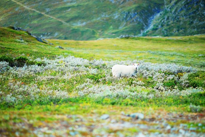 挪威山羊挪威山羊