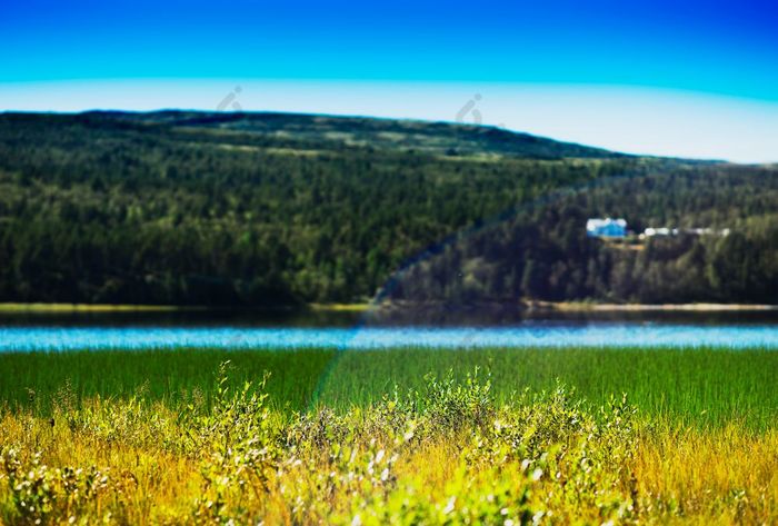 草叶片挪威湖与光泄漏背景草叶片挪威湖与光泄漏背景