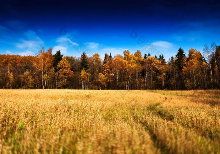 水平生动的秋天景观森林场路背景背景水平生动的秋天景观森林场路背景