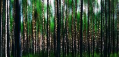 水平生动的森林木抽象背景背景